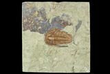Ordovician Trilobite (Euloma) - Zagora, Morocco #105863-1